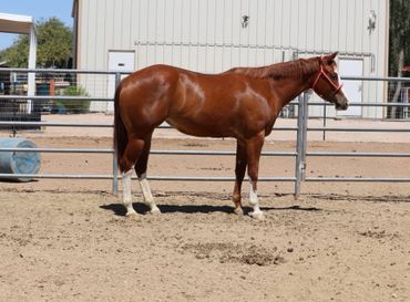 A chestnut horse with white markings standing in a fenced sandy area.