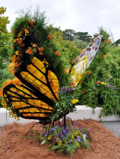 Butterfly Topiary at Norfolk Botanical Gardens.