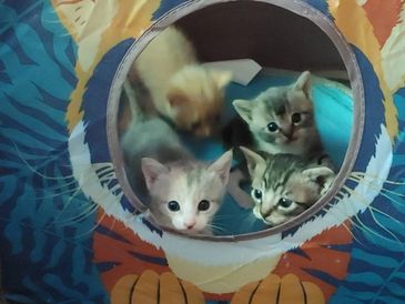 Kittens and kitteens will be added soon