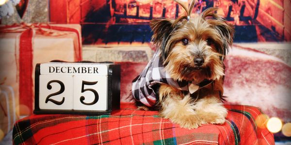 A small dog in a checkered outfit near a December 25 calendar block by a cozy fireplace.