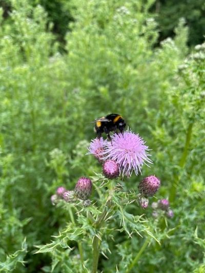 Bumble bee on a wild flower to represent working with nature and natural rhythm and processes