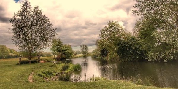 Dedham Vale on the banks of the river colne with trees and grazing for cattle