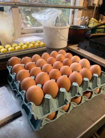 Two trays filled with brown eggs on a kitchen counter.