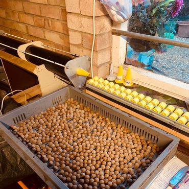 Tray filled with small brown pellets on a workbench near tools and notes.