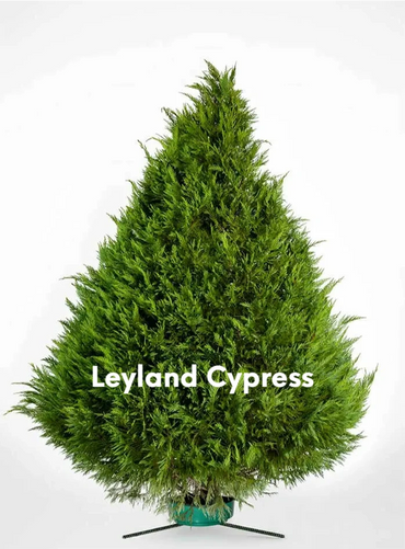 Leyland Cypress