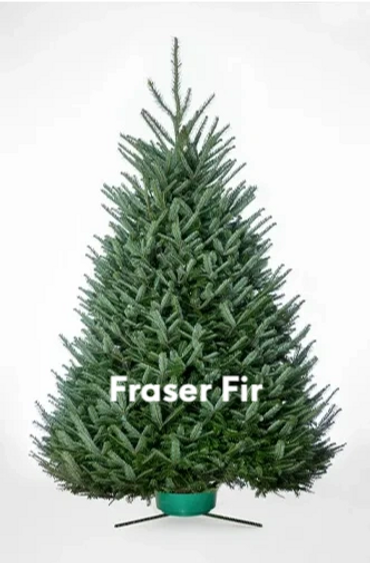 Fraser Fir