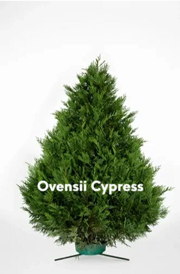 Ovensii Cypress