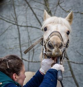 Nivellement de surdents, entretien dentaire pour chevaux, râpe manuelle ou électrique