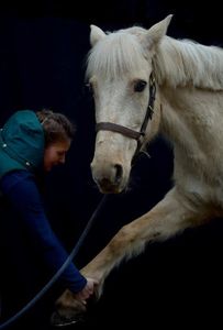 Ostéopathie pour poneys, ici une ponette en séance d'ostéopathie