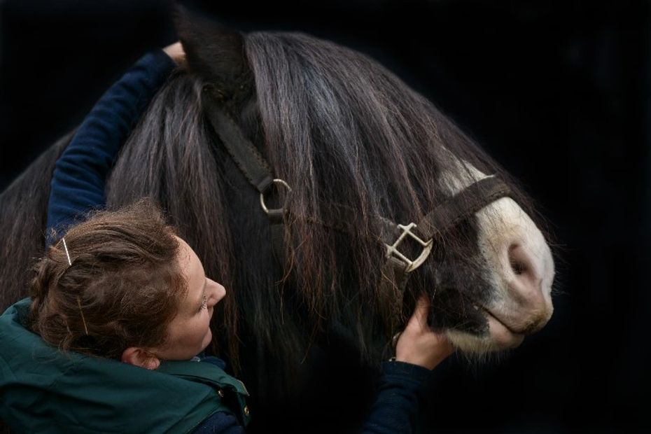 Ostéopathie équine : stretching, massages, techniques fonctionnelles, structurelles, tissulaires