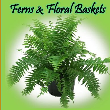 Ferns and Floral Sales