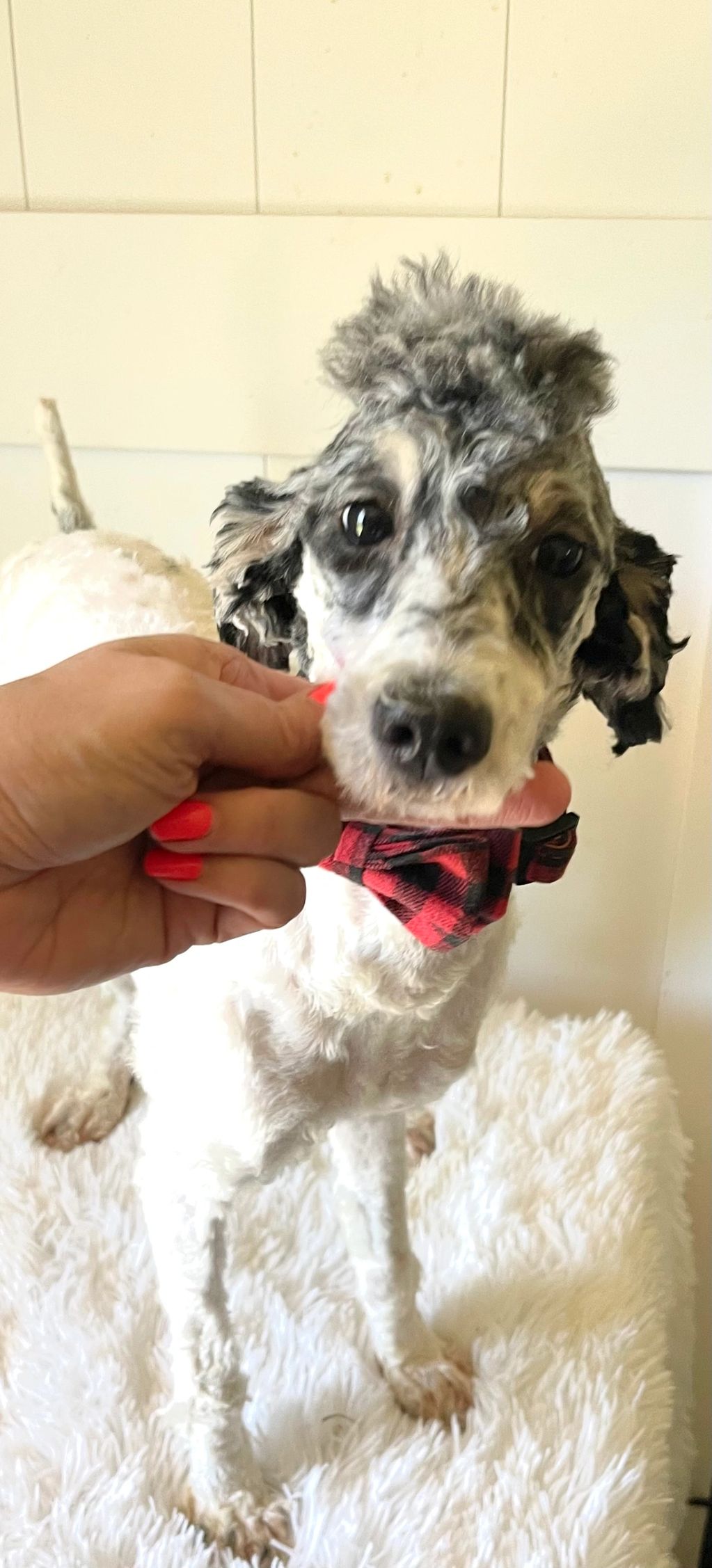13lb 15in AKC POODLE TRI-stud service option