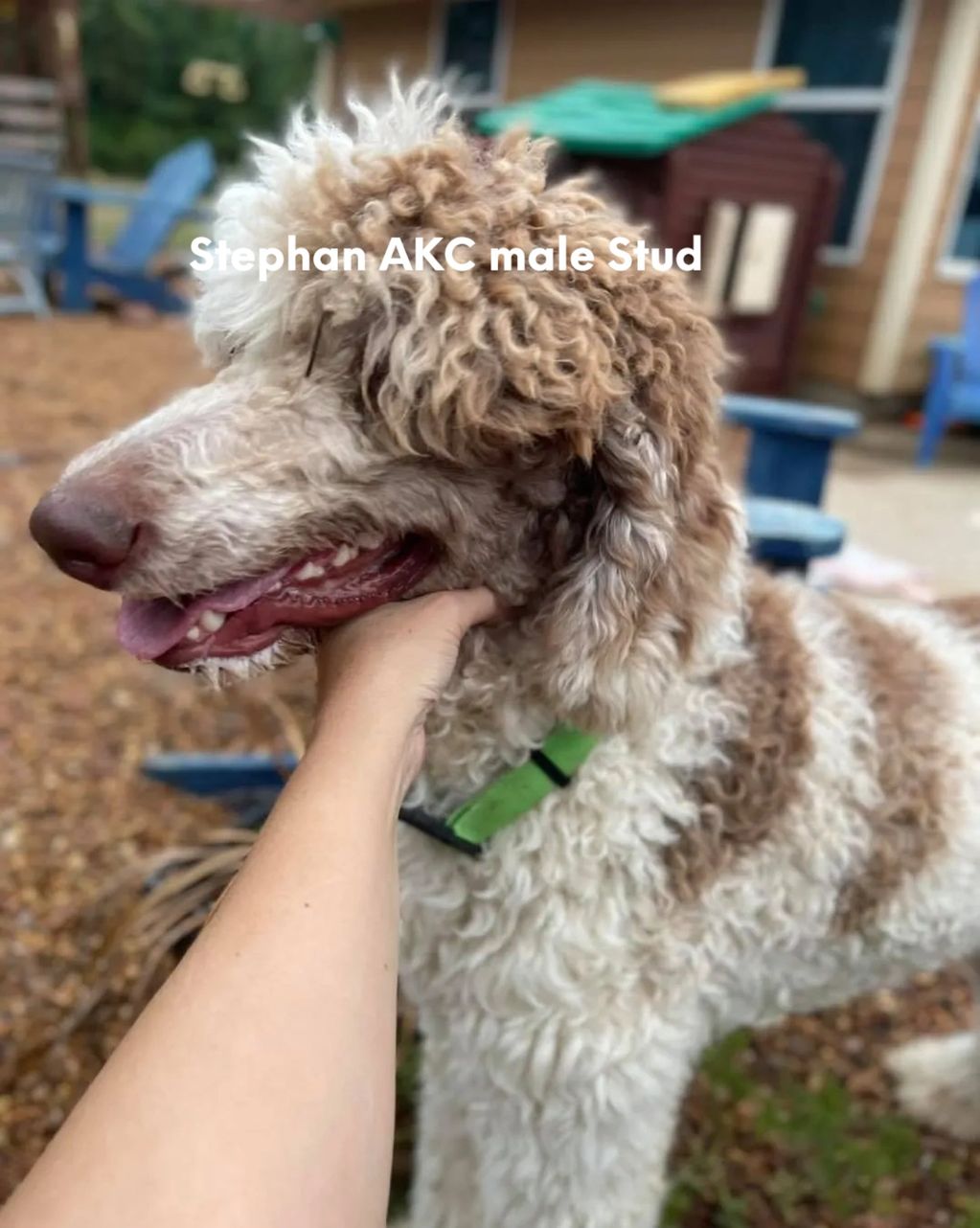 #AKCPOODLE #STUD