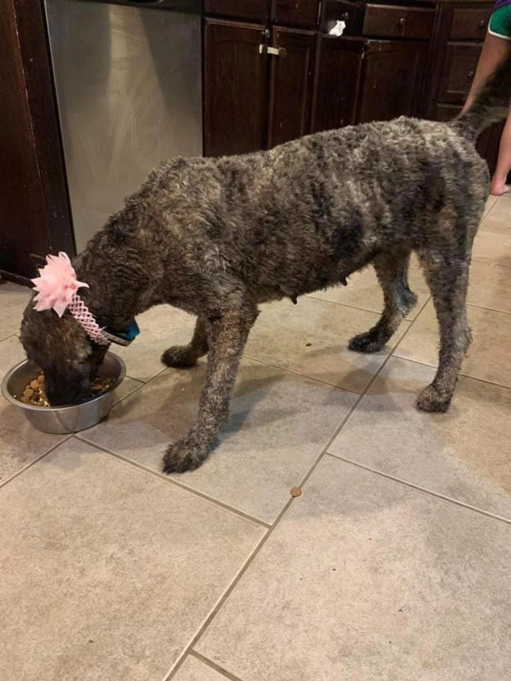 #BRINDLE #FEMALE