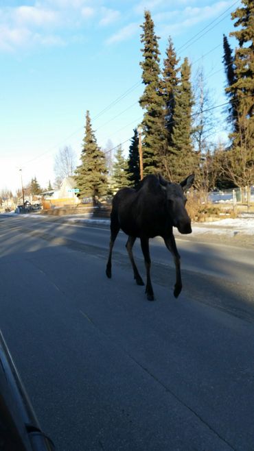 The scariest thing I’ve seen driving, minding the business God gave me