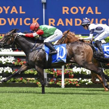 Two jockeys racing horses on a green turf at Royal Randwick.