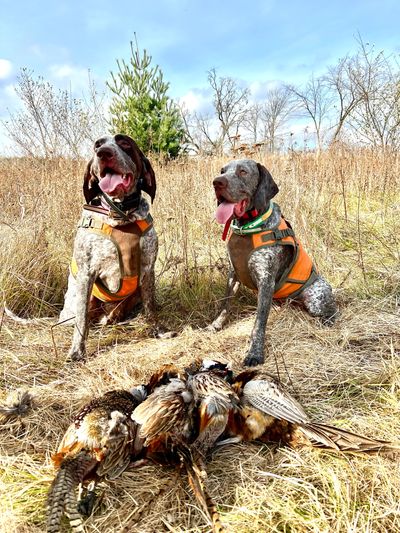 Two hunting dogs sitting proudly behind their pheasant catch in a dry field.