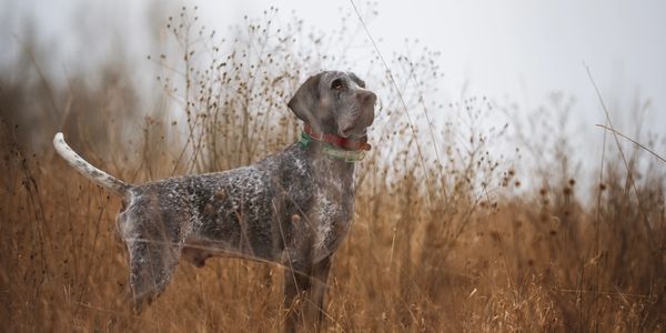 A Perdiguero de Burgos stands alert in dry grassland under a gray sky.