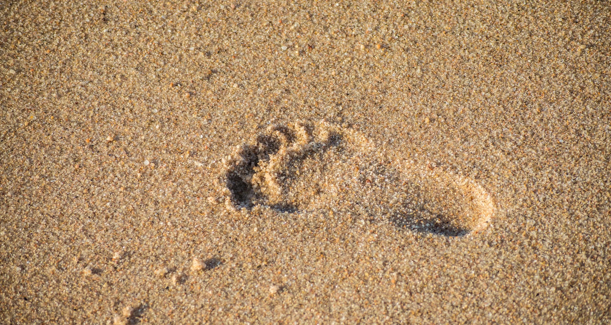 A single footprint in sandy beach sand.