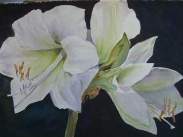 Watercolor, 11 x 15", white lily on black background.
