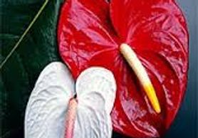 anthuriums tropical flowers
Flower District NYC Wholesale Flowers Flower Supply Flower Market NYC