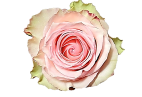 pink roses esperance