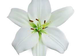Flower District NYC Wholesale Flowers Flower Supply Flower Market NYC archachon la lily