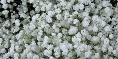 Flower District NYC Wholesale Flowers Flower Supply Flower Market NYC baby's breath gypsophilia