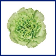 country carnation green