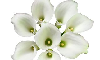 Flower District NYC
Wholesale Flowers 
Flower Supply
Flower Market NYC
Mini Calla lily Crystal Blush