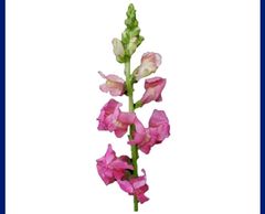 Flower District NYC Wholesale Flowers Flower Supply Flower Market NYC snapdragon flowers