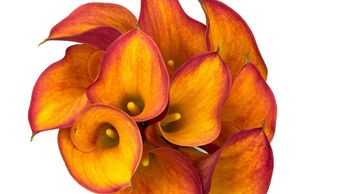 Flower District NYC
Wholesale Flowers 
Flower Supply
Flower Market NYC
Mini Calla Lily Gran Paradiso