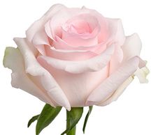 pink roses nena