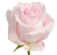 pink roses sweet akito