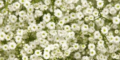 Flower District NYC Wholesale Flowers Flower Supply Flower Market NYC baby's breath gypsophilia 