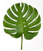 monstera leaves tropical 
Flower District NYC Wholesale Flowers Flower Supply Flower Market NYC