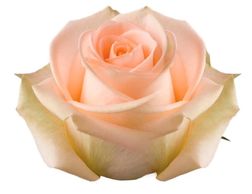 peach roses
Flower District NYC Wholesale Flowers Flower Supply Flower Market NYC