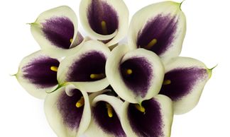 Flower District NYC
Wholesale Flowers 
Flower Supply
Flower Market NYC
Mini Calla Lily Picasso