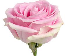 pink roses rosita vendela