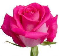 pink roses pink topaz