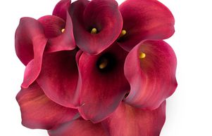 Flower District NYC
Wholesale Flowers 
Flower Supply
Flower Market NYC
Mini Calla Lily Red Aranal