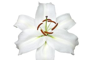 Flower District NYC Wholesale Flowers Flower Supply Flower Market NYC lily