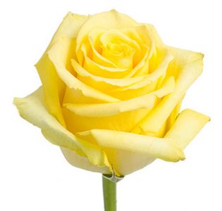 yellow roses tara