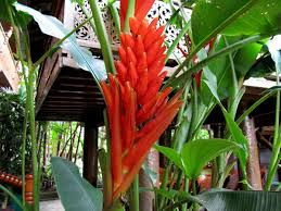 banana musa cocinnea tropical flowers Flower District NYC Wholesale Flowers  supply Flower Market NY