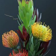 Flower District NYC
Wholesale Flowers 
Flower Supply
Flower Market NYC
Protea
Pincushion Protea