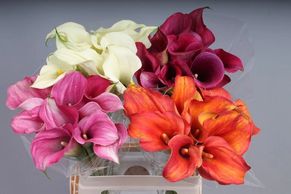 Flower District NYC
Wholesale Flowers 
Flower Supply
Flower Market NYC
Calla Lily 
Mini Calla Lily