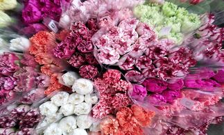 Flower District NYC
Wholesale Flowers 
Flower Supply
Flower Market NYC
Carnations
Mini Carnations