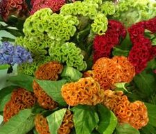 coxcomb
Flower District NYC Wholesale Flowers Flower Supply Flower Market NYC