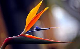 Birds of Paradise tropical flowers
Flower District NYC Wholesale Flowers  Supply Flower Market NYC
