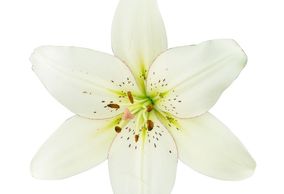 Flower District NYC Wholesale Flowers Flower Supply Flower Market NYC mannou lily